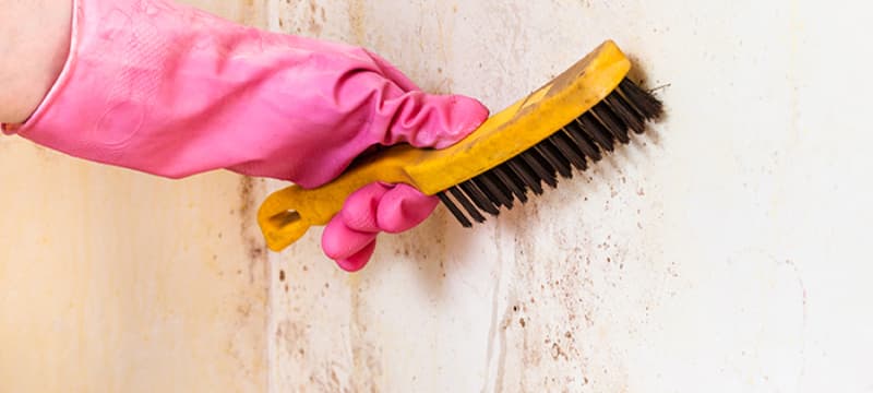 Professional mold inspection in Columbus basement